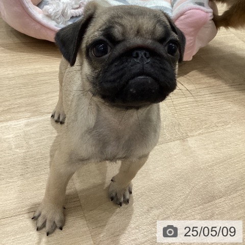 パグの写真