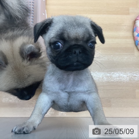 パグの写真