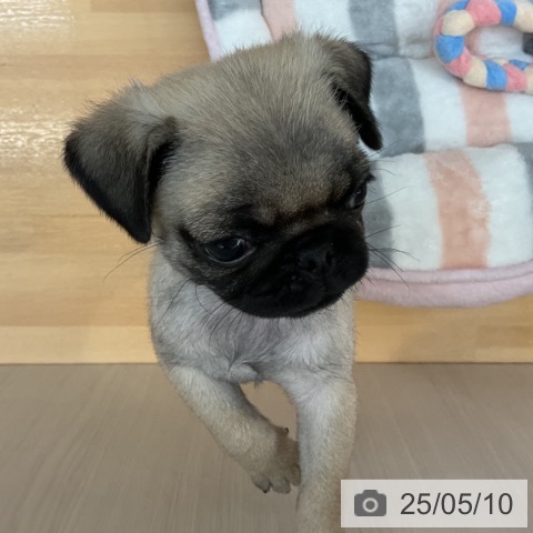 パグの写真