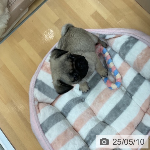 パグの写真