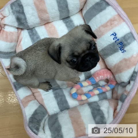 パグの写真