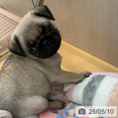 パグの写真