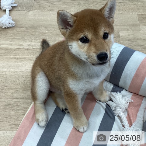 柴の写真