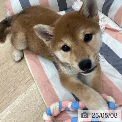 柴の写真