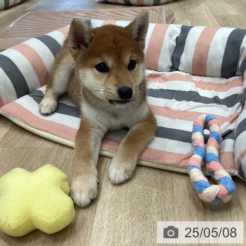 柴の写真