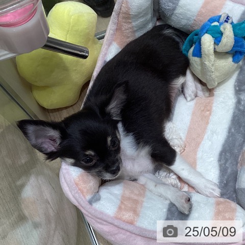 チワワの写真