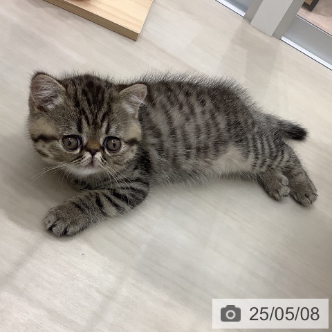 エキゾチックの写真