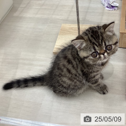エキゾチックの写真