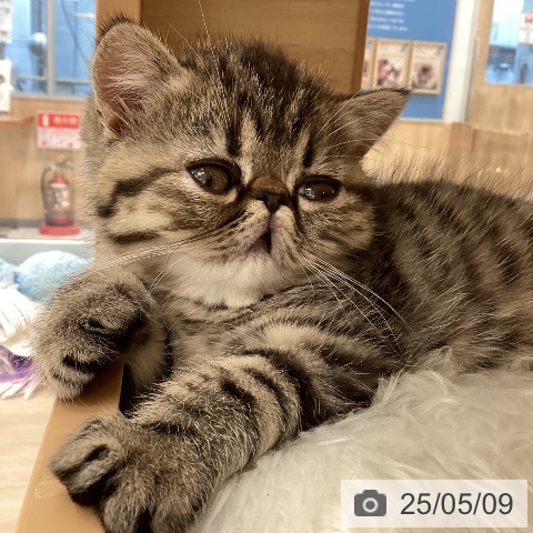 エキゾチックの写真