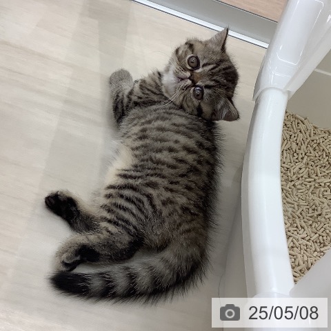 エキゾチックの写真