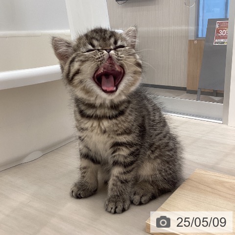 エキゾチックの写真