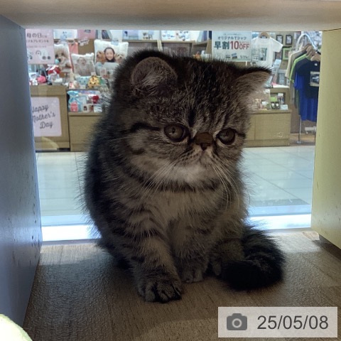 エキゾチックの写真