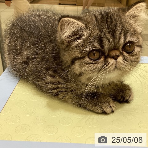 エキゾチックの写真