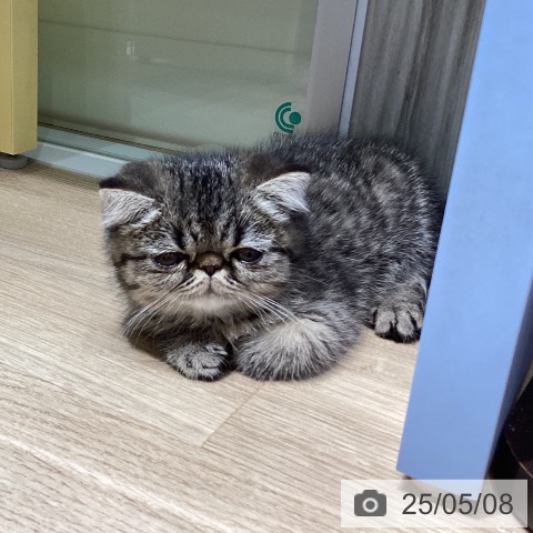 エキゾチックの写真
