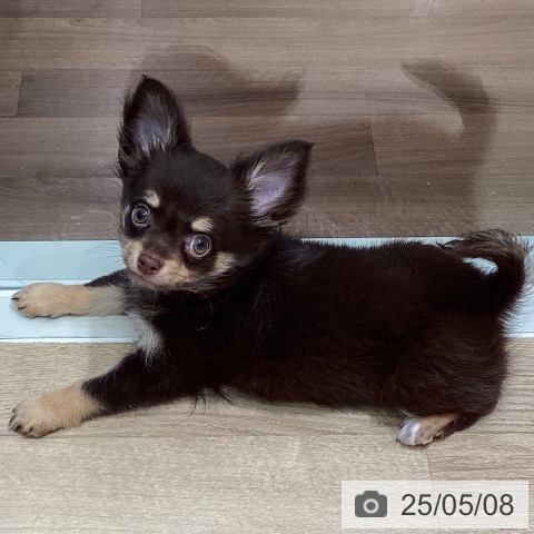 チワワの写真