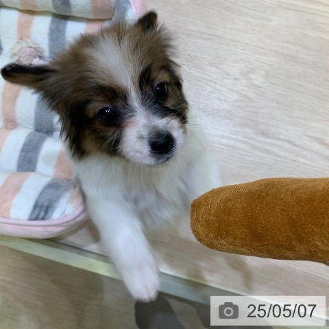 パピヨンの写真