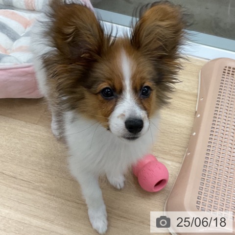パピヨンの写真