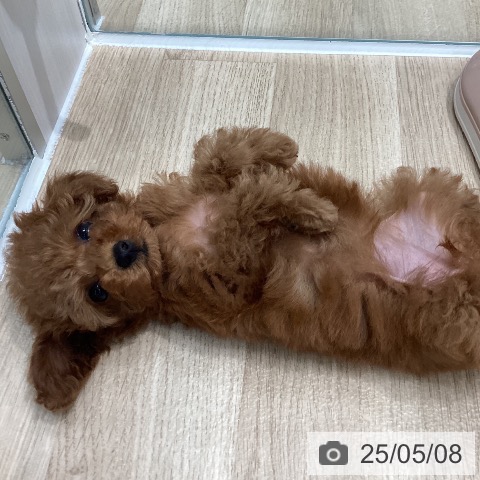 トイ・プードルの写真