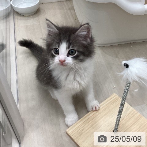 ノルウェージャンフォレストキャットの写真