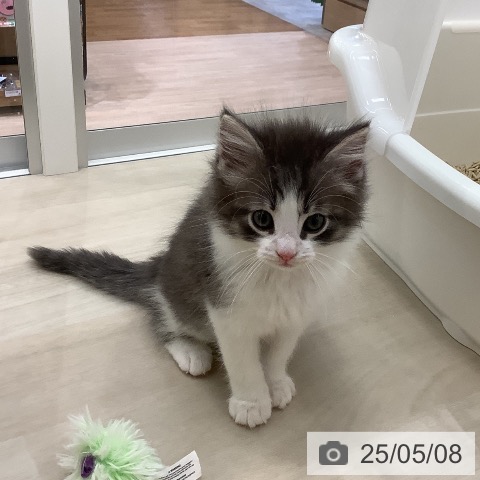 ノルウェージャンフォレストキャットの写真