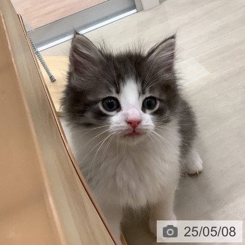ノルウェージャンフォレストキャットの写真