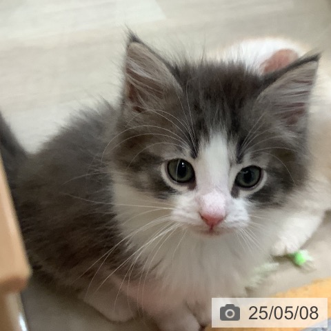 ノルウェージャンフォレストキャットの写真