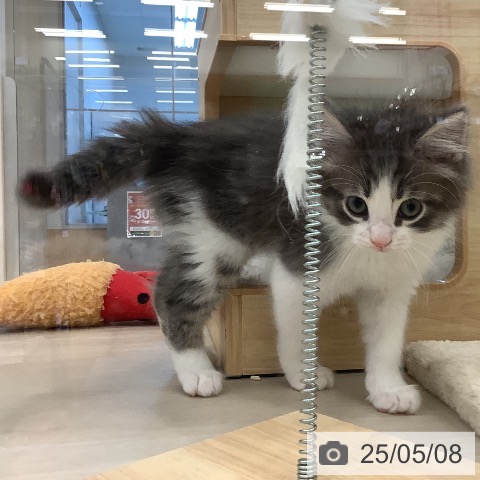 ノルウェージャンフォレストキャットの写真