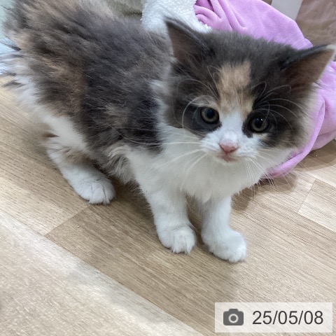 ノルウェージャンフォレストキャットの写真