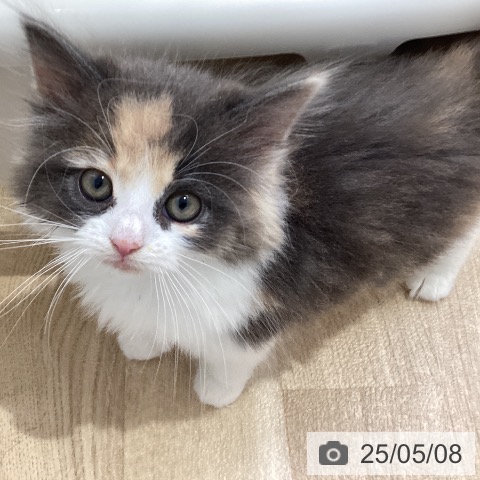ノルウェージャンフォレストキャットの写真