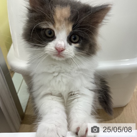 ノルウェージャンフォレストキャットの写真