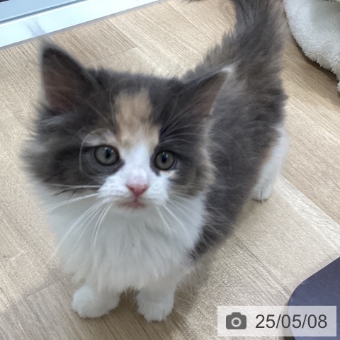 ノルウェージャンフォレストキャットの写真