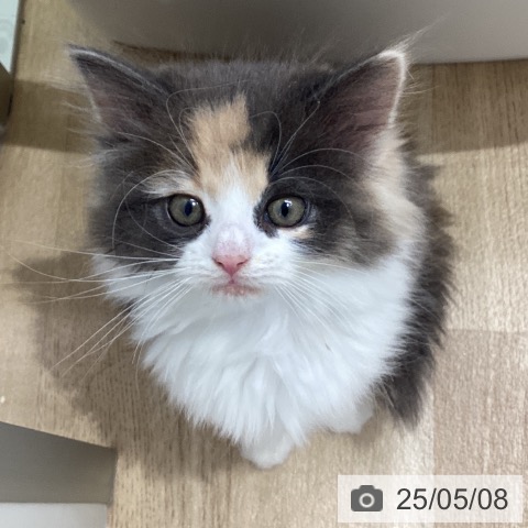 ノルウェージャンフォレストキャットの写真