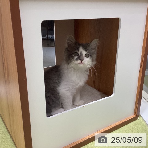 ノルウェージャンフォレストキャットの写真