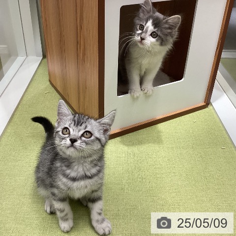 ノルウェージャンフォレストキャットの写真