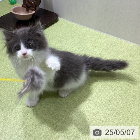 ノルウェージャンフォレストキャットの写真