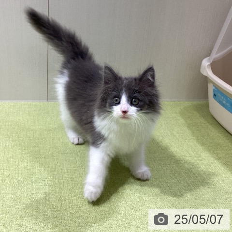 ノルウェージャンフォレストキャットの写真