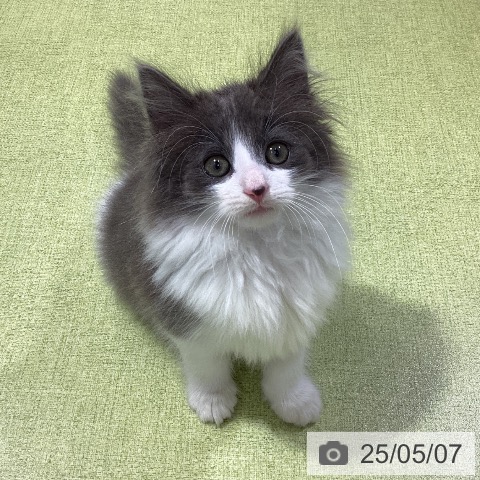 ノルウェージャンフォレストキャットの写真