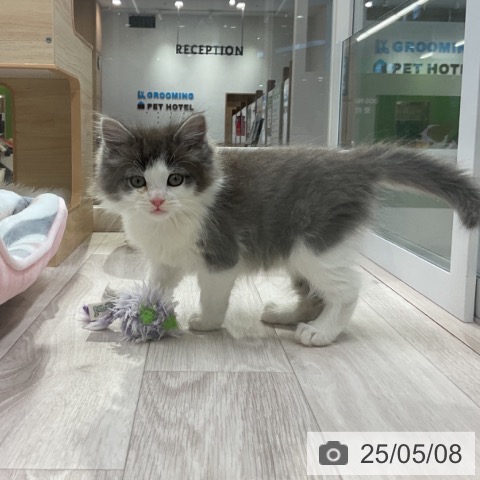 ノルウェージャンフォレストキャットの写真