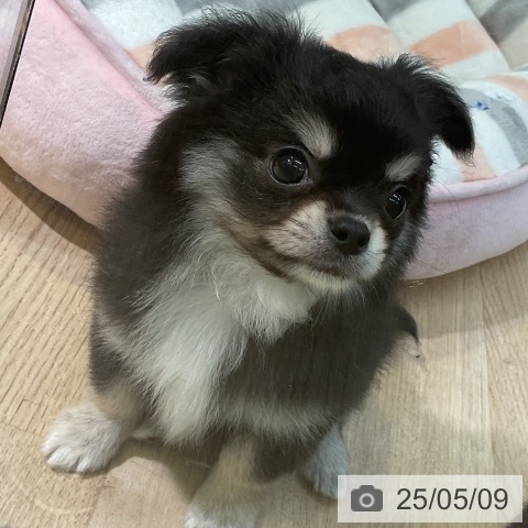 チワワの写真