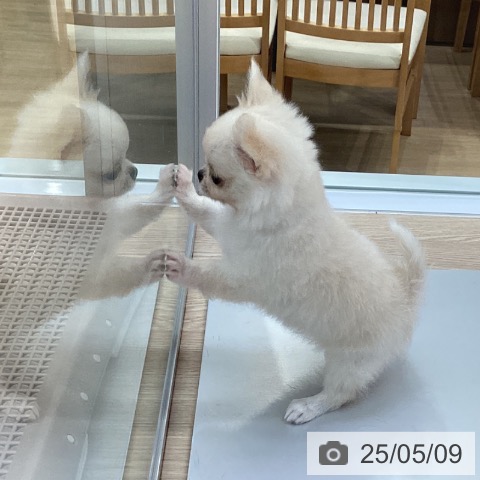 チワワの写真