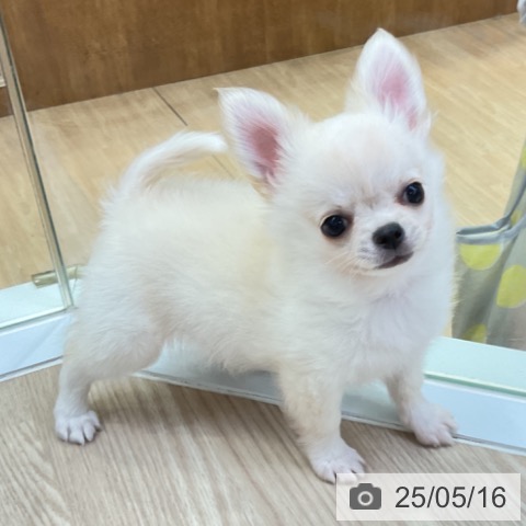 チワワの写真