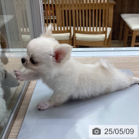 チワワの写真