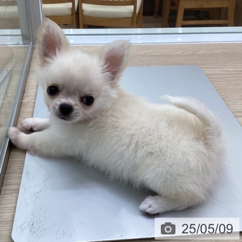チワワの写真