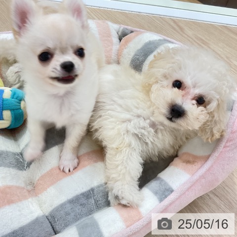 チワワの写真