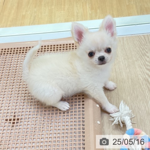 チワワの写真