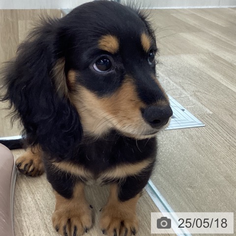ミニチュア・ダックスフンドの写真