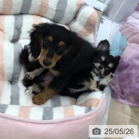 チワワの写真