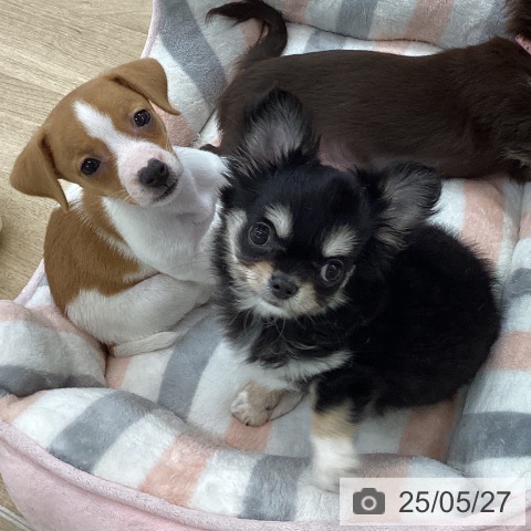 チワワの写真