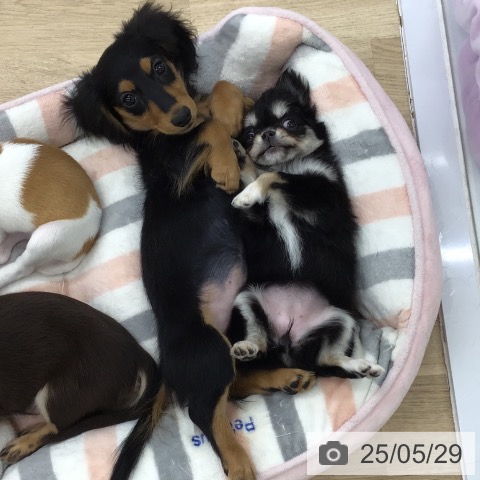 チワワの写真