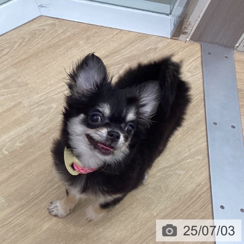 チワワの写真